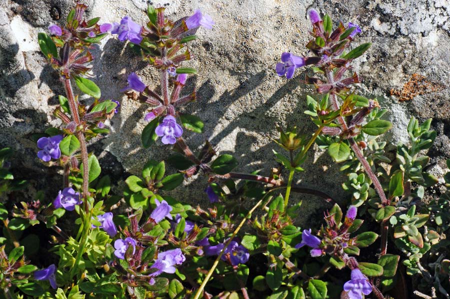 Ziziphora sardoa  (=Acinos sardous) / Acino di Sardegna